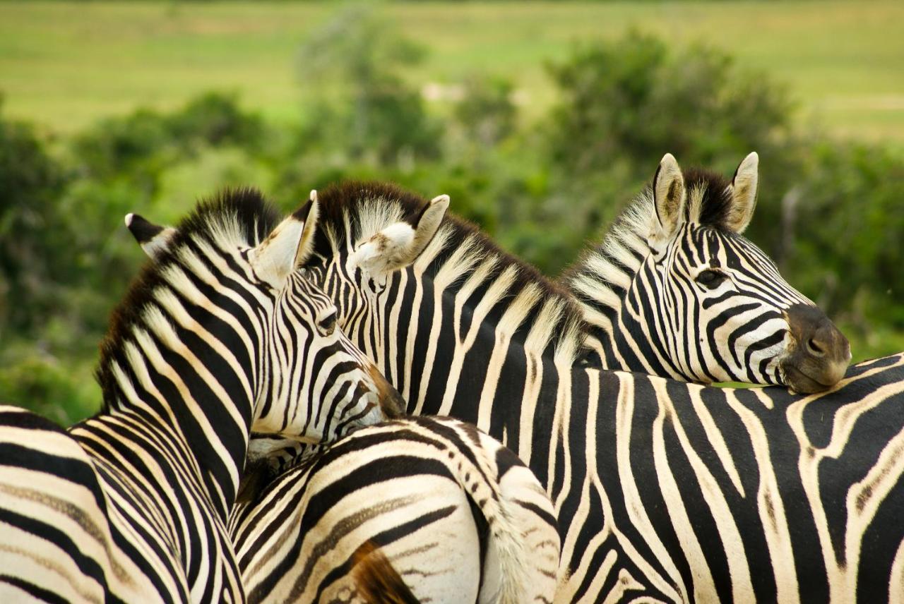 Addo African Home Bagian luar foto