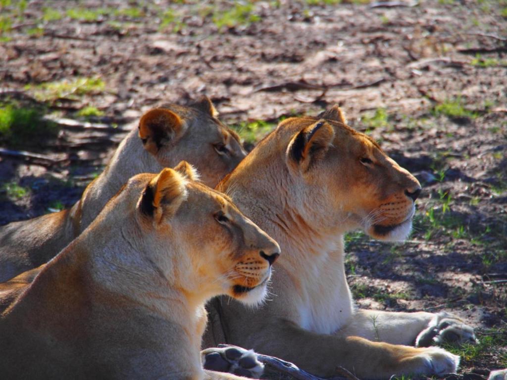 Addo African Home Bagian luar foto