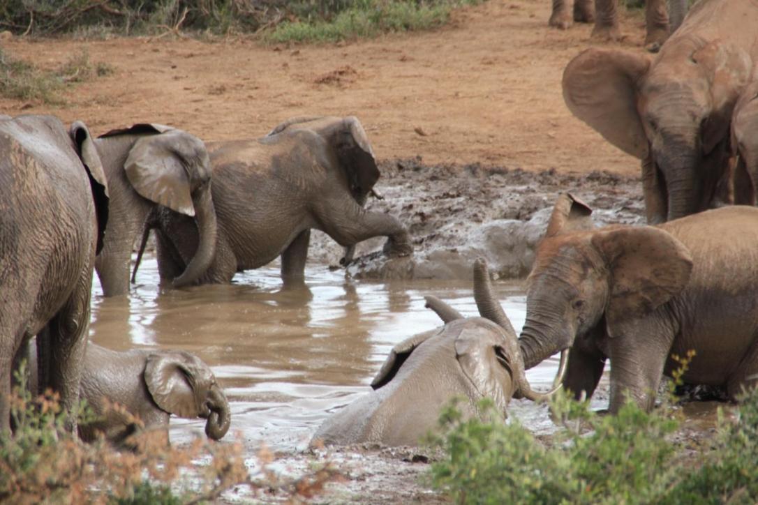 Addo African Home Bagian luar foto